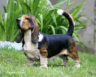 Hard Rock dos Sete Moinhos