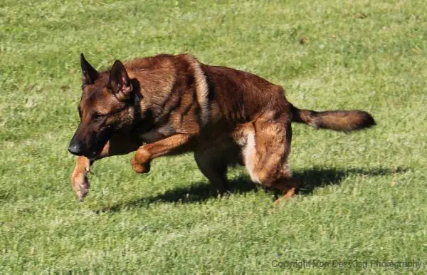 Von Der King's Rusty Knife