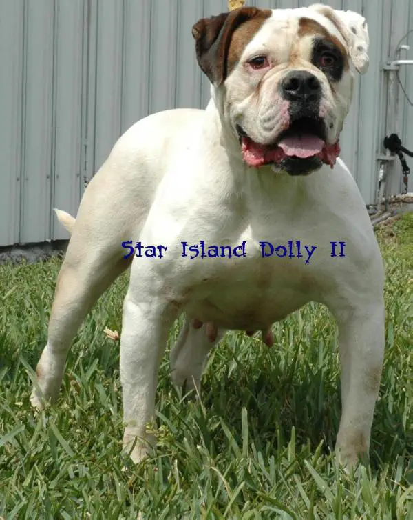 Star Island Dolly 2 of Homestead