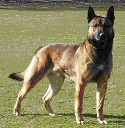 Bowie (Dhr. J. Puts, Swalmen)