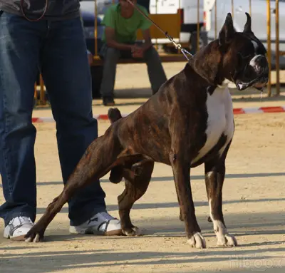 CH Finito de Tierra de Boxer
