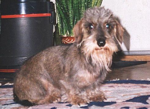 Fortuna Sekor