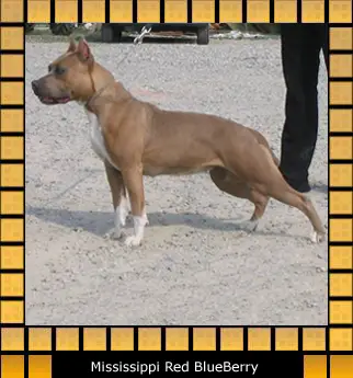 Mississippi-Red Blueberry