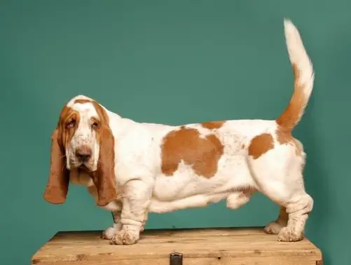 Big Boy moravia bray