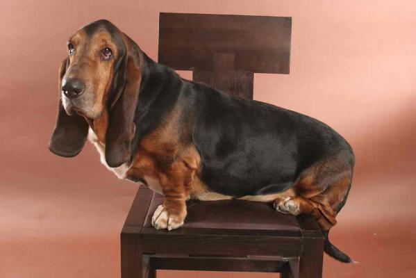 Stiks-Heisha Alligator