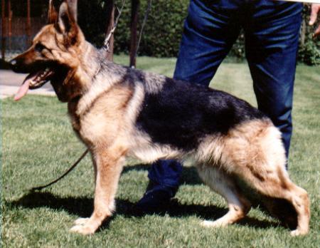 Elfie von der Lohner Heide