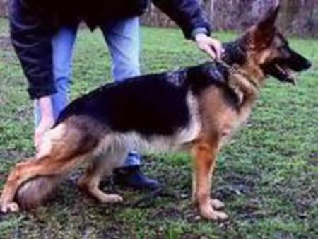 V Diva von der Malchower Aue