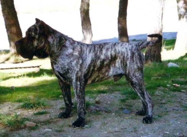 CH ESPANIA Mago De Dog-Real