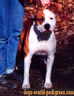 CH AKC RCA's Third Round Knockout