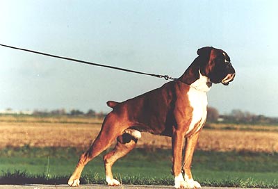 CH NL,LUX, grando de la couronne du noyer