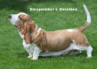Sleepwalker's Dorothea