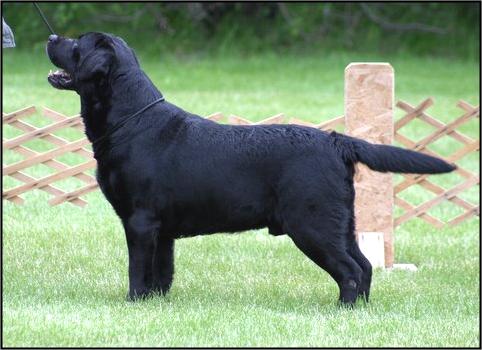 AKC/CAN CH Tabatha's Hunterleigh Timber