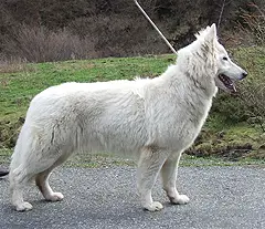 Chiwa of Trebons Berger Blanc