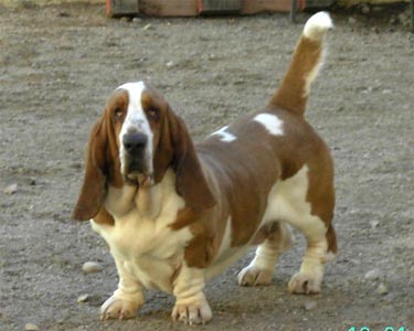 Urana du Haras de la Vergne