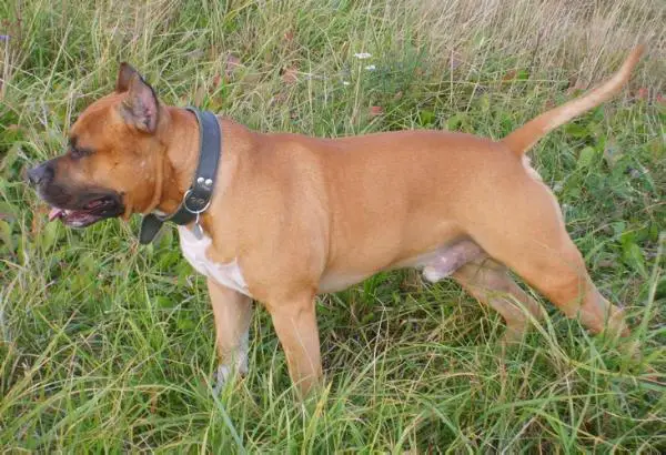 Ironmen's HEAD HUNTER