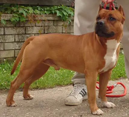 CH Rockhard's Red Hot Chillypeppers