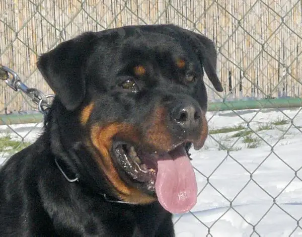 Tina vom Hause Gründchen