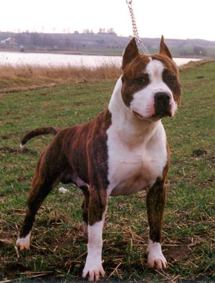 CH Angie's Jeremiah Johnson