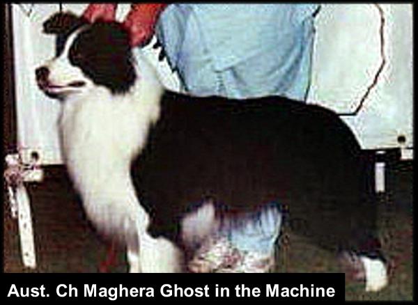 AUST CH Maghera Ghost in the Machine