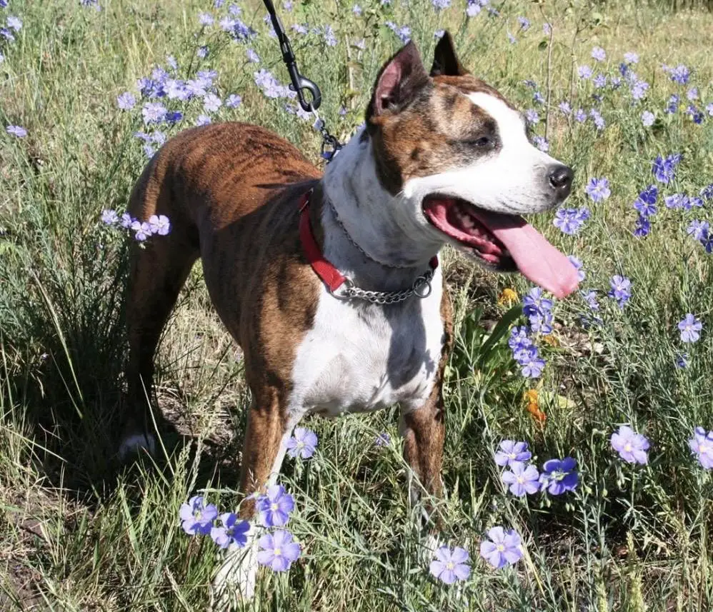 Sindelar's RU RUBY TU TUG O WAR