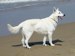 Jintan The Lovely White Shepherd