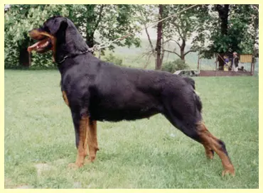 CAC, R.CACIB Cora von der Wasserwald