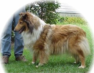 NE/NC Van-M Tickee Tickee