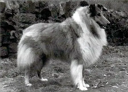 Leecroft Lover boy of dunsinane