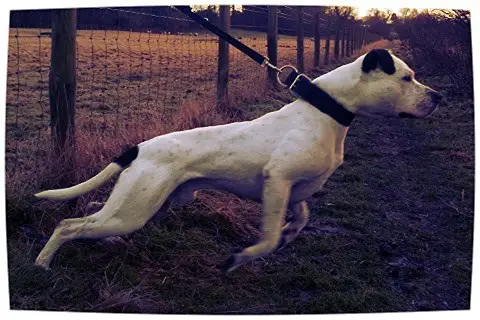 Williamson's Johnny Ringo aka Cage