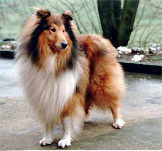 Mybern's Shady lady at lynway