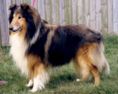Corydon Handsome hotspur