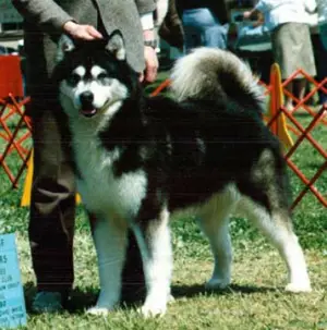 AM / CAN CH Taolan Night Train