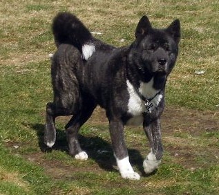Naya III