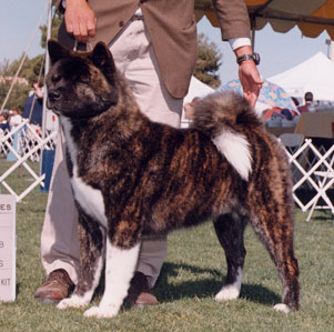 BVISS AKC/INT'L CH Kokino's Worth the Trouble