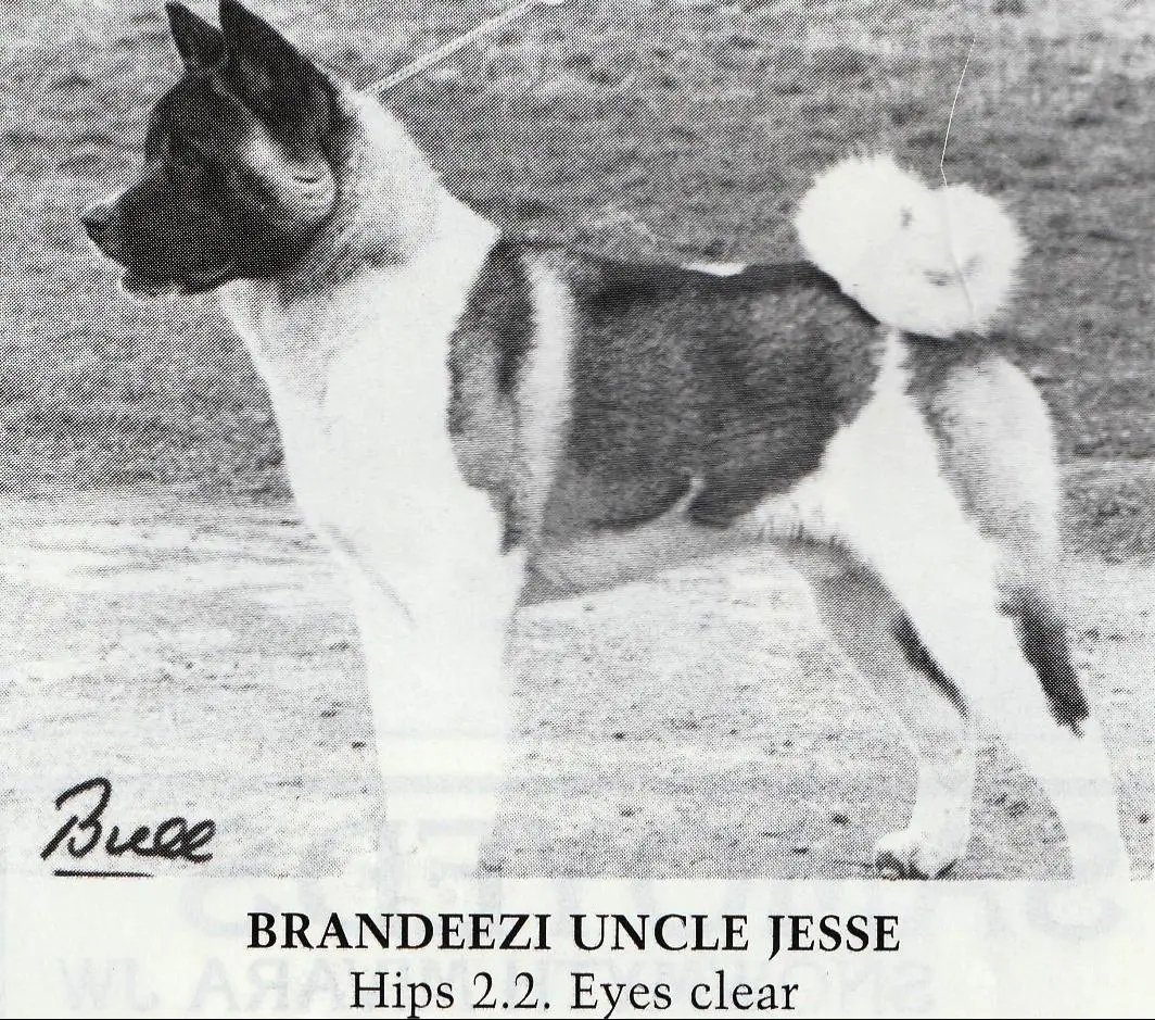 Brandeezi Uncle Jesse