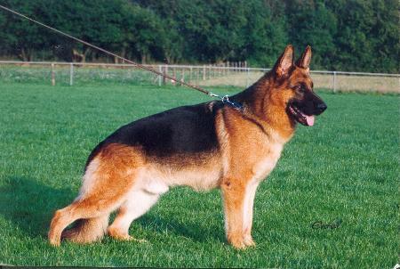 V Quant von der Wolfsmatte