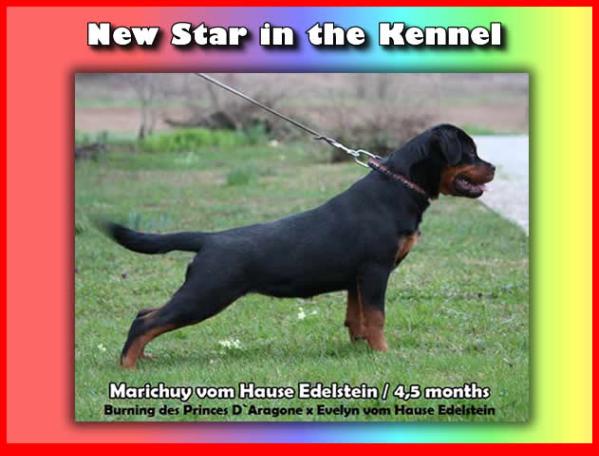 Marichuy vom Hause Edelstein