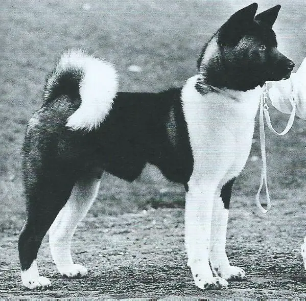 Kosho Ki's Kimono of Kiskas