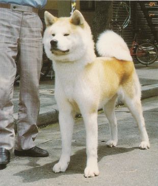 Yone No Fuji Go (Of) Toriyamataka
