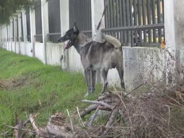 ...Aragorn of Madhawk Alfa