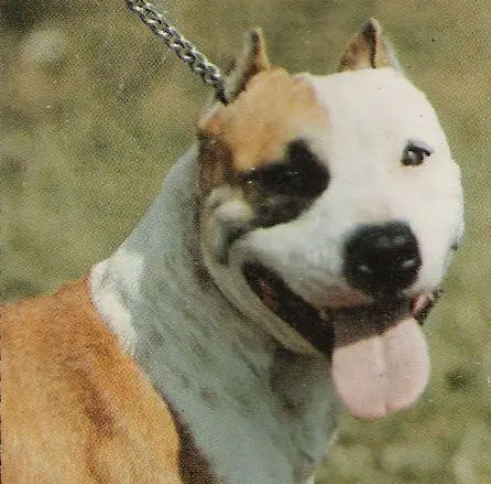 Ginger Weilersul