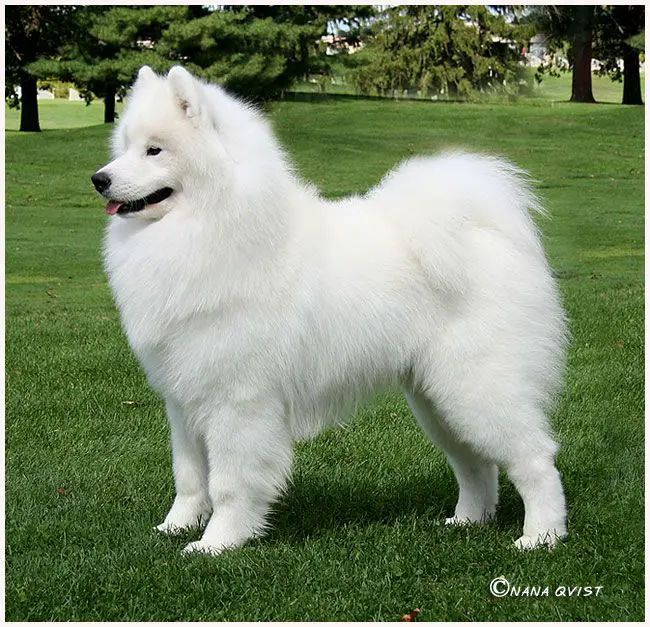 CH Polar Mist Here Comes Trouble