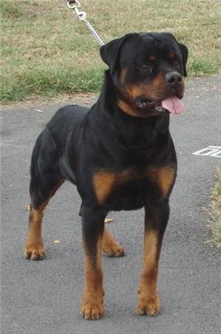 RUSSO (GONZALEZ) MEX.FCI.