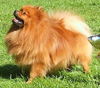 CH HUNG Vadonkozi Benjamin