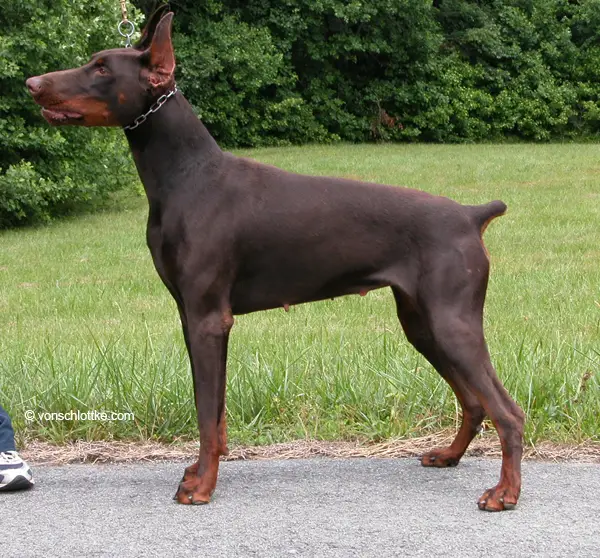 Bara Royal Dux