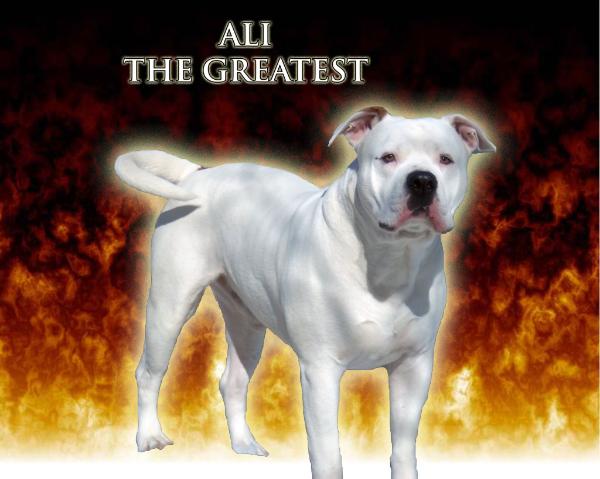 LABK'S  ALI THE GREATEST of LBK