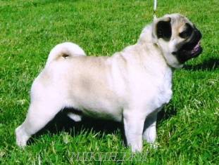 CH RUS,RUS GR CH RKF Ilkinji Zinger Nadezhny