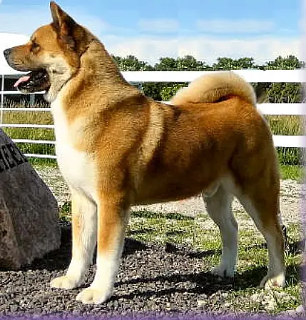 AKC CH Mystik Sk8Ter Boi