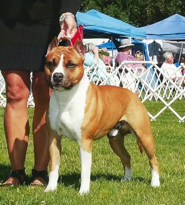 AKC/GRD CKC/INTL CH Marauders Ruger Vaquero