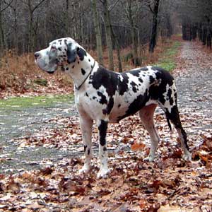 Vanity des Fiers Alans